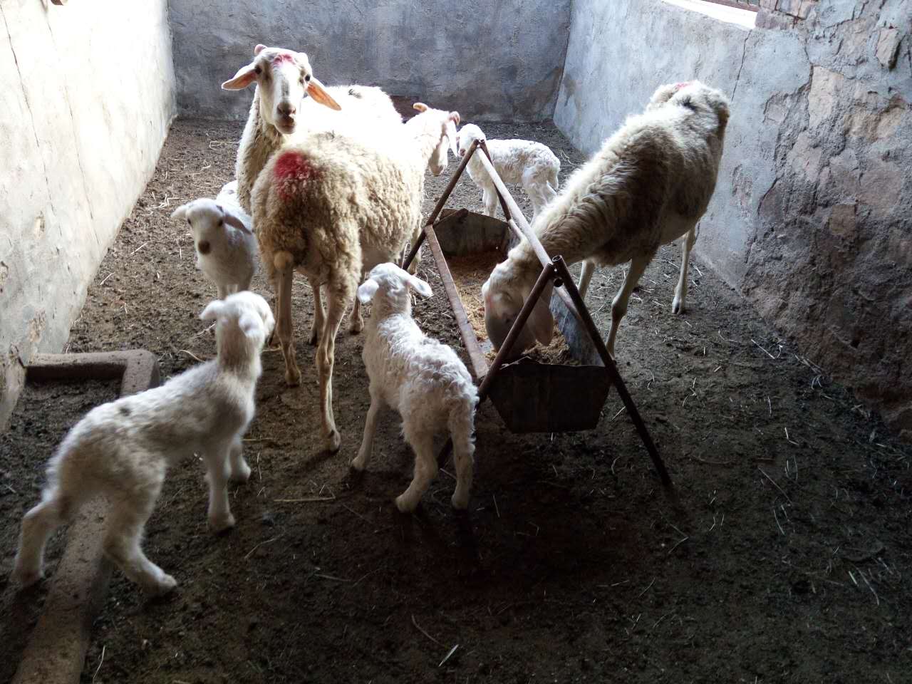 阜新市山羊养殖场，阜新市牧羊养殖培训
