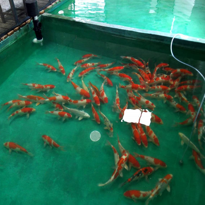 广州巨能水产渔场直销日本锦鲤鱼红白大正昭和白写大小型观赏**宠物鱼活体包活