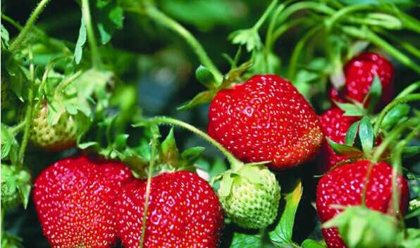 双流草莓园选好-农游天下农业开发-双流草莓园基地