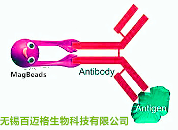 HA抗体磁珠用于结合纯化HA标签蛋白