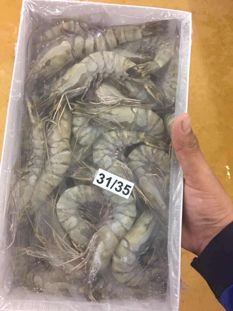 泉州宏城水产进口冷冻黑虎虾