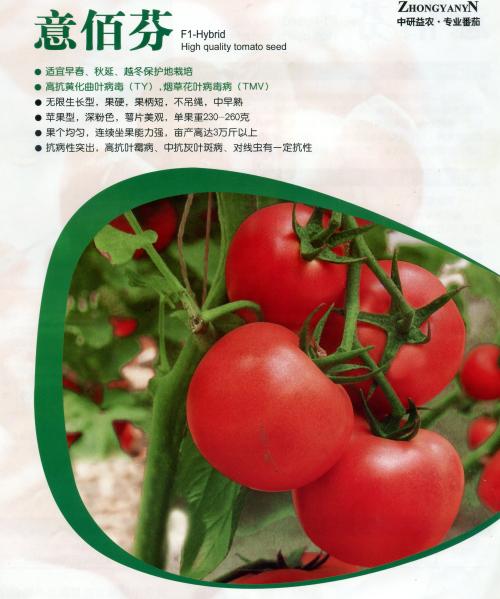 西红柿种子,孙建军的个人相册,八方商务空间
