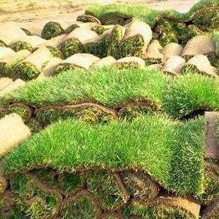 绿化草皮,成都绿化草皮报价,成都西景草坪