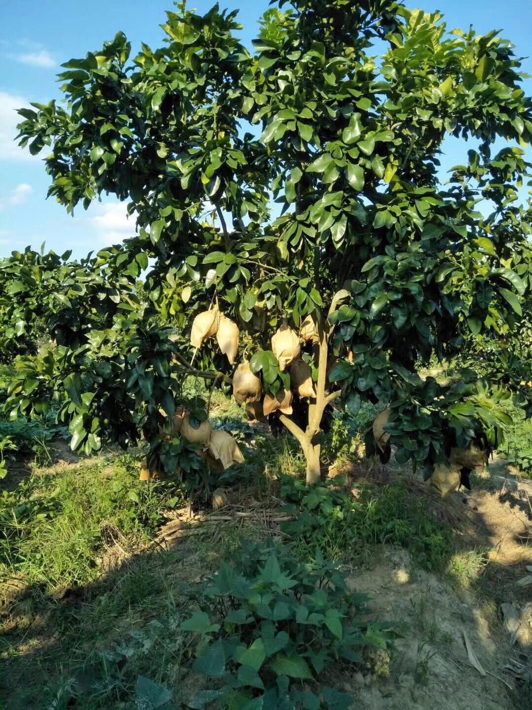 大量供应量产柚子大树