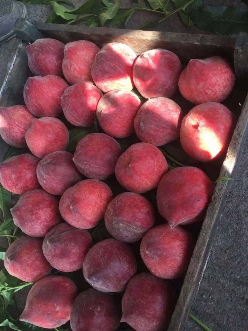 山东红富士苹果价格低至五毛