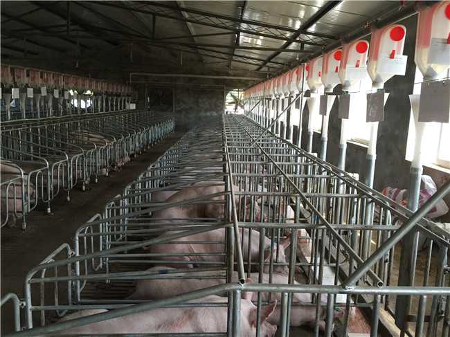 贵州四川母猪产床价格-四川盛创畜牧设备-成都四川盛创畜牧设备