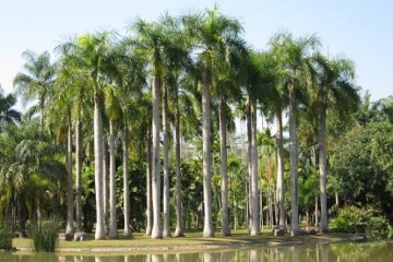 湖北大王棕价格