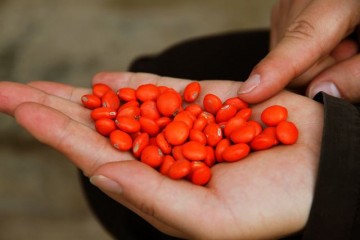江西红豆树种子可能之选