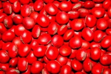 江西红豆树种子价格实惠