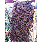 蜜蜂产业扶贫蜜蜂扶贫扶贫蜜蜂蜜蜂养殖扶贫