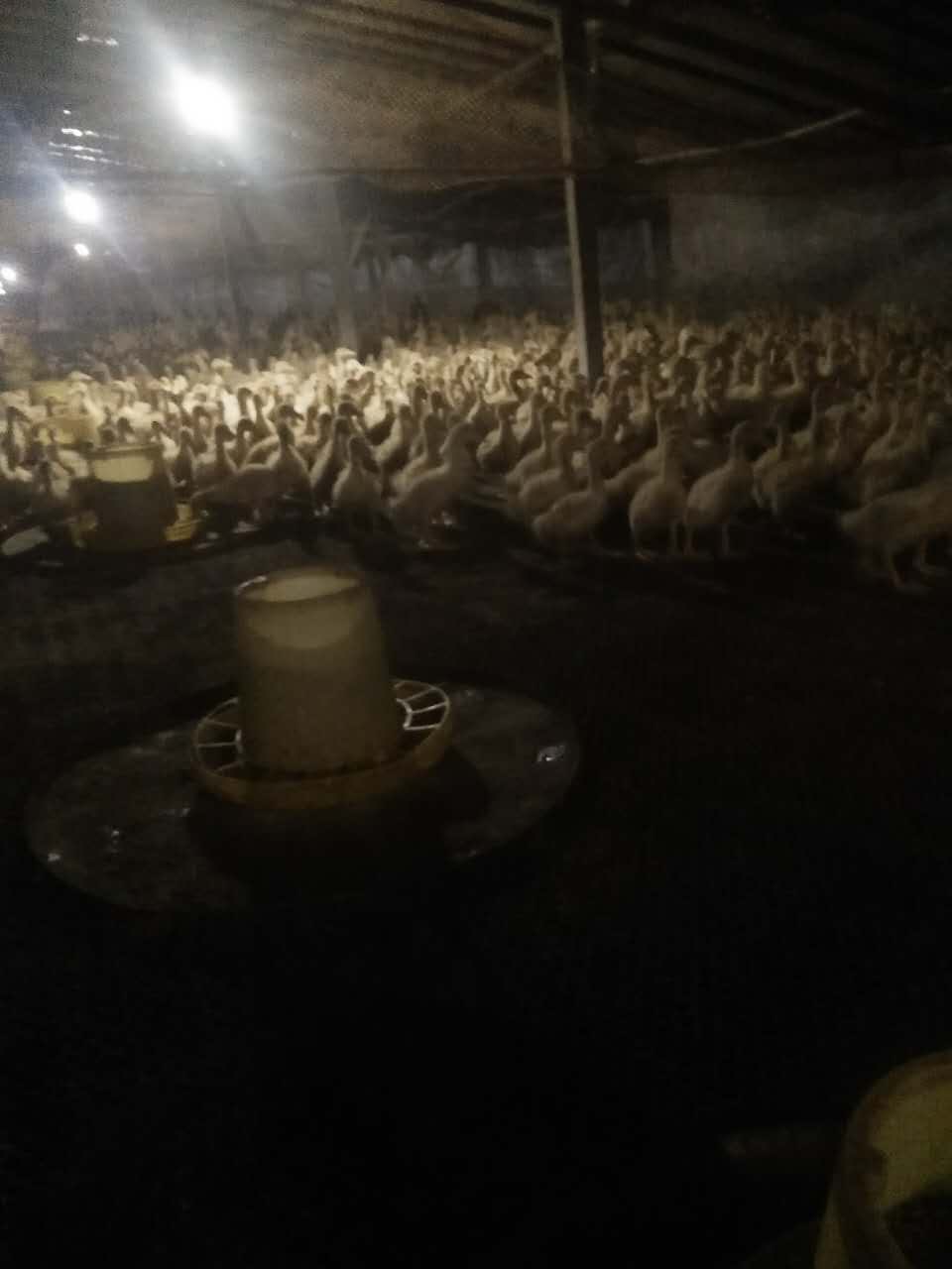 鸭子养殖2