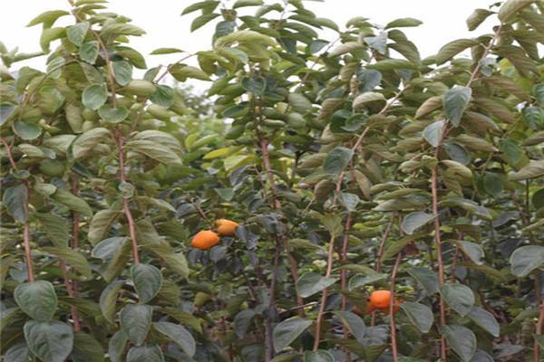 石榴苗品种 突尼斯软籽石榴苗基地