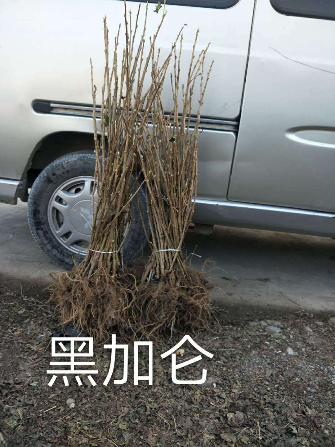 黑加仑苗，占地黑加仑苗，吉林黑加仑苗基地