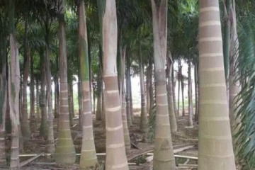 漳州大王椰子供应