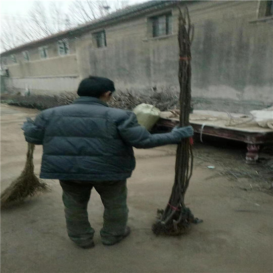 大红袍花椒苗基地价钱 大红袍花椒苗便宜价格