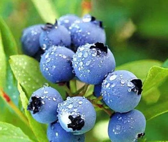 沈阳蓝莓果-富甲蓝莓-大连蓝莓