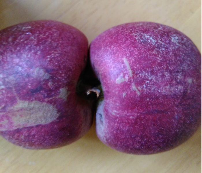 供应紫桃新品种 新品种桃树苗批发