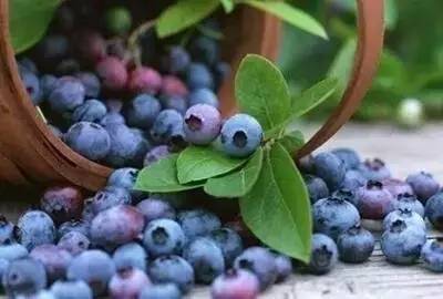 富甲蓝莓/大连蓝莓/大连蓝莓价值