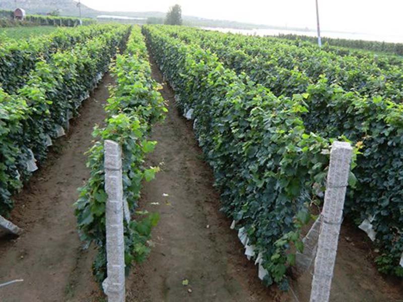 营养杯葡萄苗+葡萄苗繁育基地+一边倒果树苗木基地