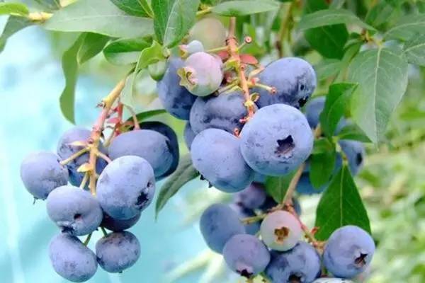 蓝莓,大连速冻蓝莓,富甲蓝莓