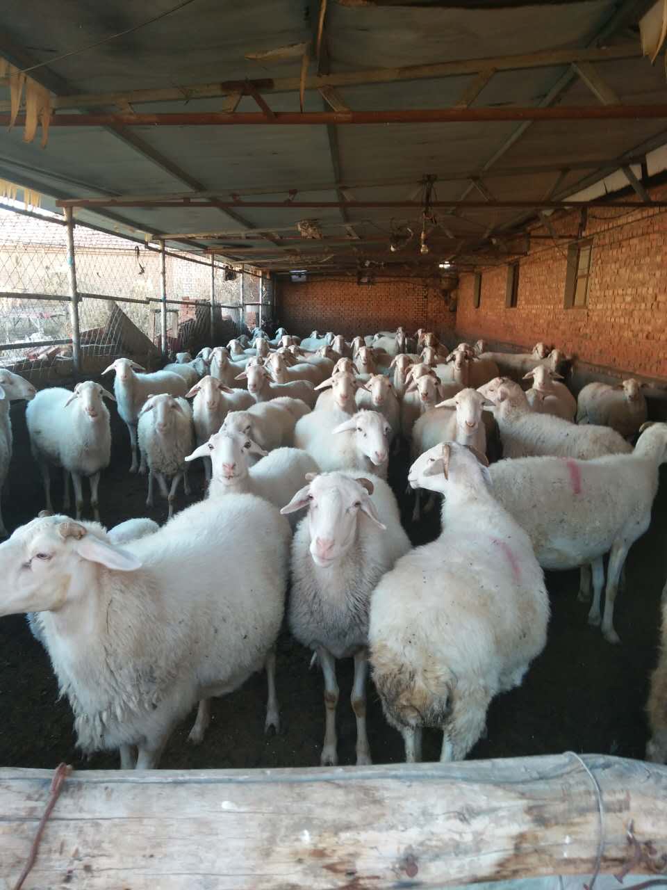 赤峰市肉羊养殖，赤峰市肉羊种类
