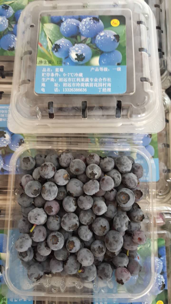 山东招远蓝莓产量和销售市场