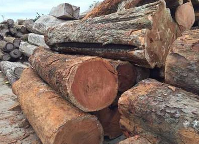 非洲红瑰宝木材怎样进口 广州南沙港辐射松进口报关清关代理