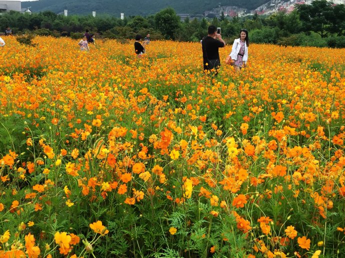 硫华菊种子价格是价格