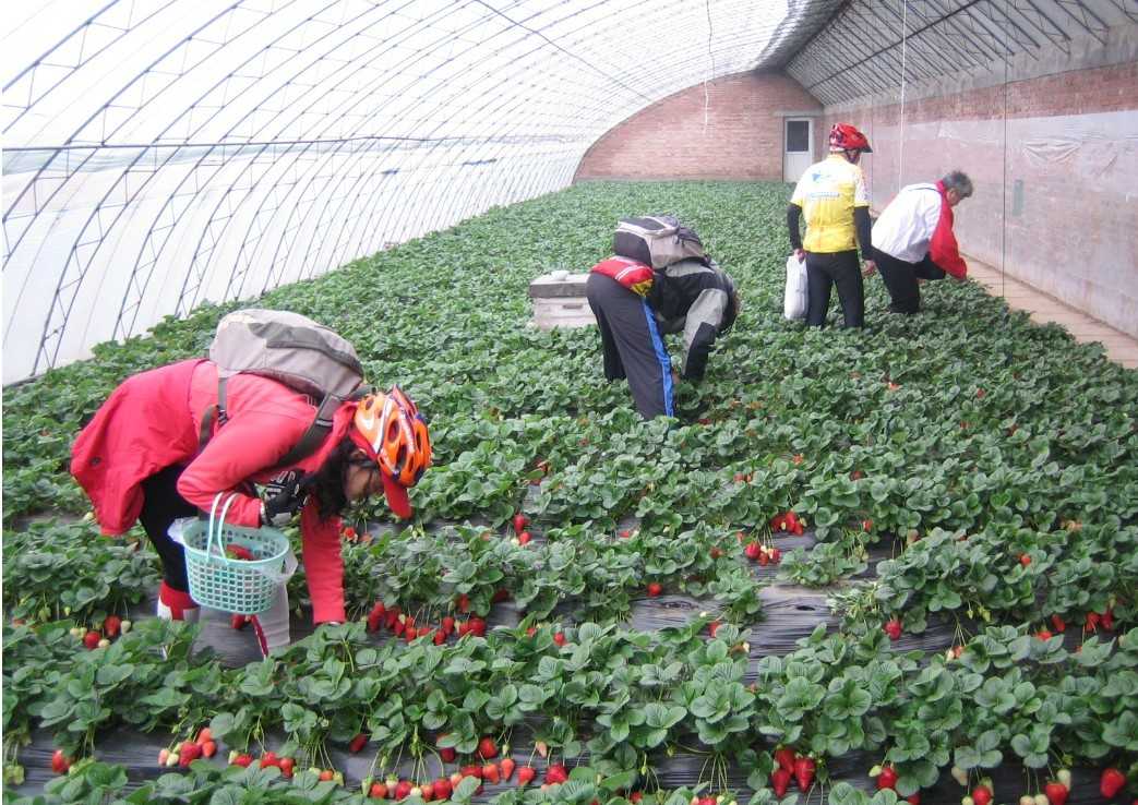 红光草莓采摘基地-农游天下农业开发-四川草莓