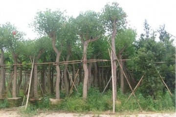 四川鸡冠刺桐，四川鸡冠刺桐大型种植场，园林风景树，绿化苗木