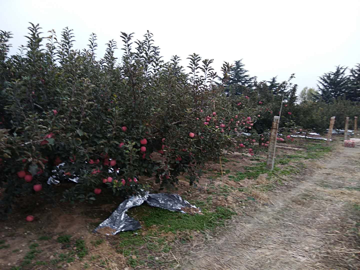 山东莱西日庄镇苹果树种植技术