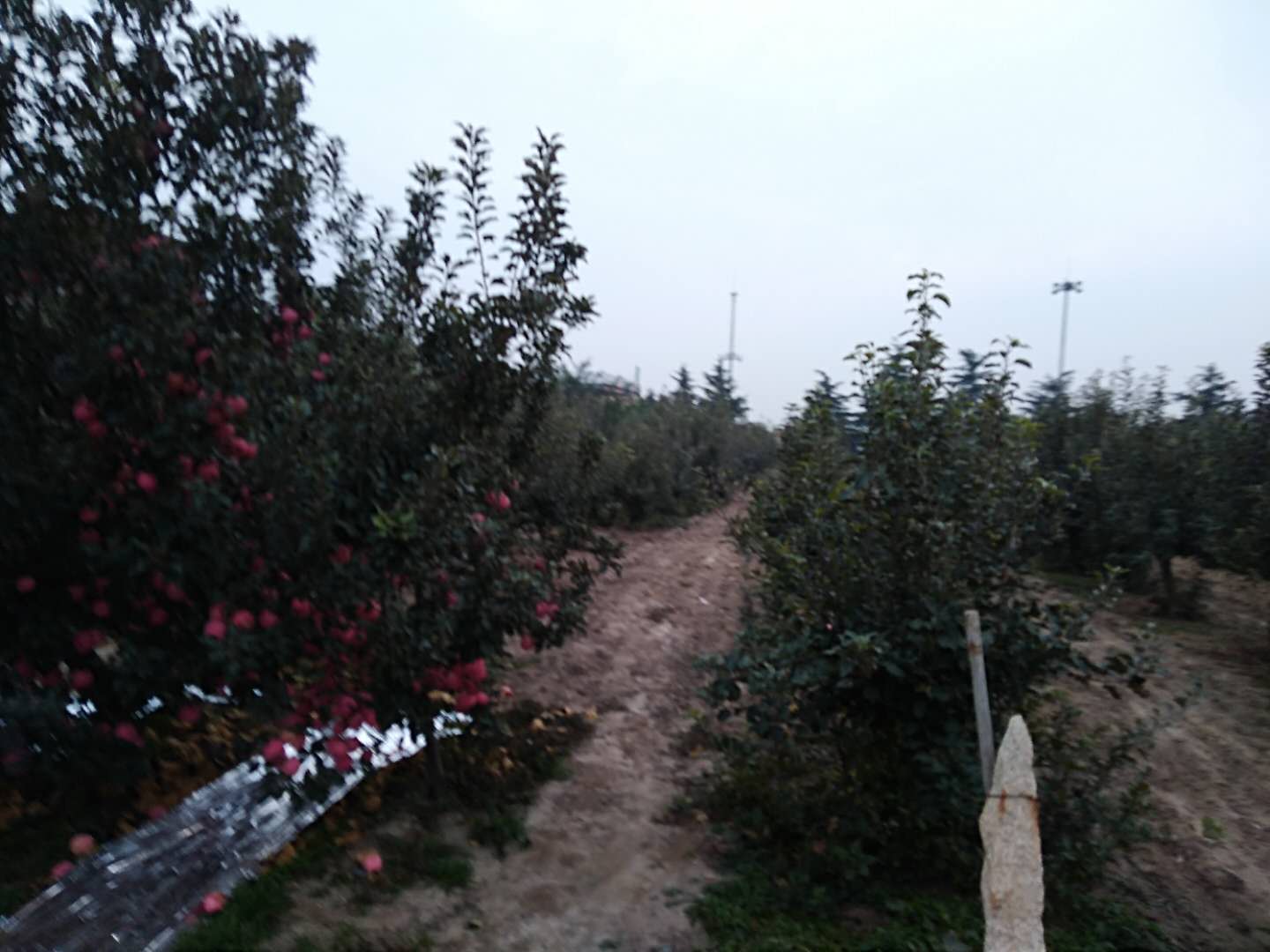 山东烟台莱西苹果树种植技术和经验