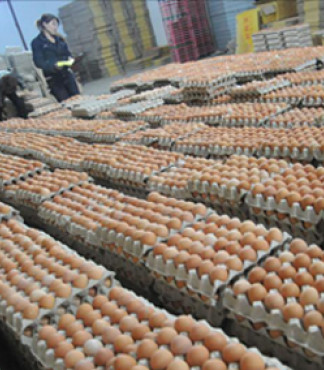 宿州市鸡蛋保鲜库厂家建设