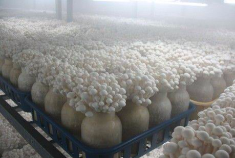 宿州市蘑菇保鲜库厂家建设