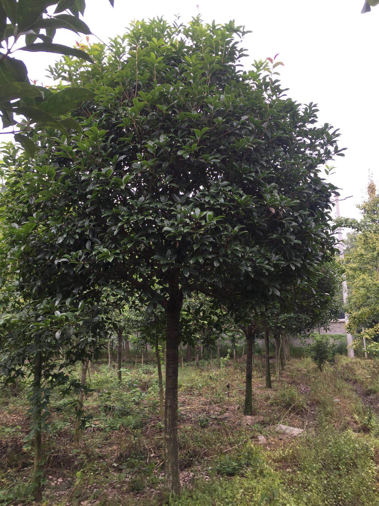 昆明桂花批发价格-成飞园艺场-四川桂花批发