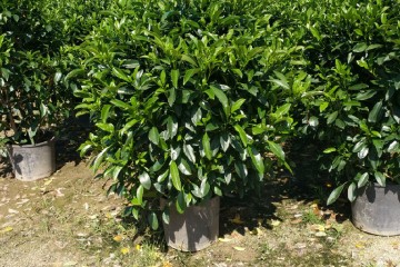 重庆非洲茉莉球，重庆非洲茉莉球基地直销，重庆非洲茉莉球风景树