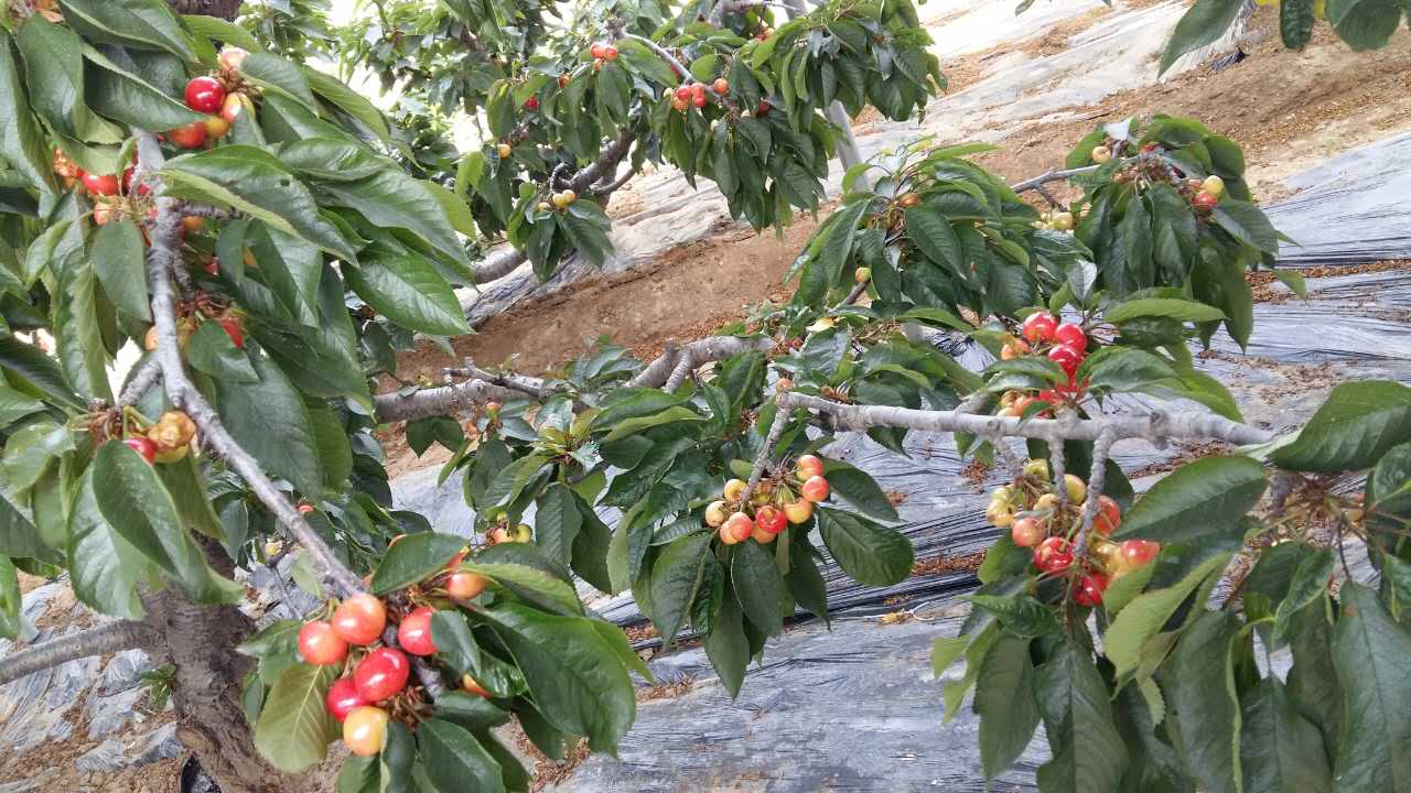 山东烟台红灯大樱桃品种说明