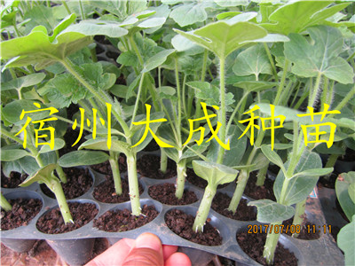 西瓜苗生长必需营养元素的生理功能