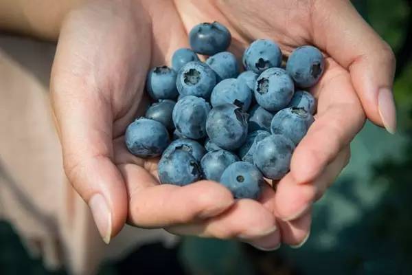大连蓝莓营养价值-富甲蓝莓-蓝莓