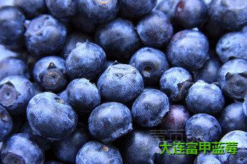 大连蓝莓,金州蓝莓采摘园,富甲蓝莓
