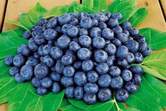 大连蓝莓,金州蓝莓价格,富甲蓝莓