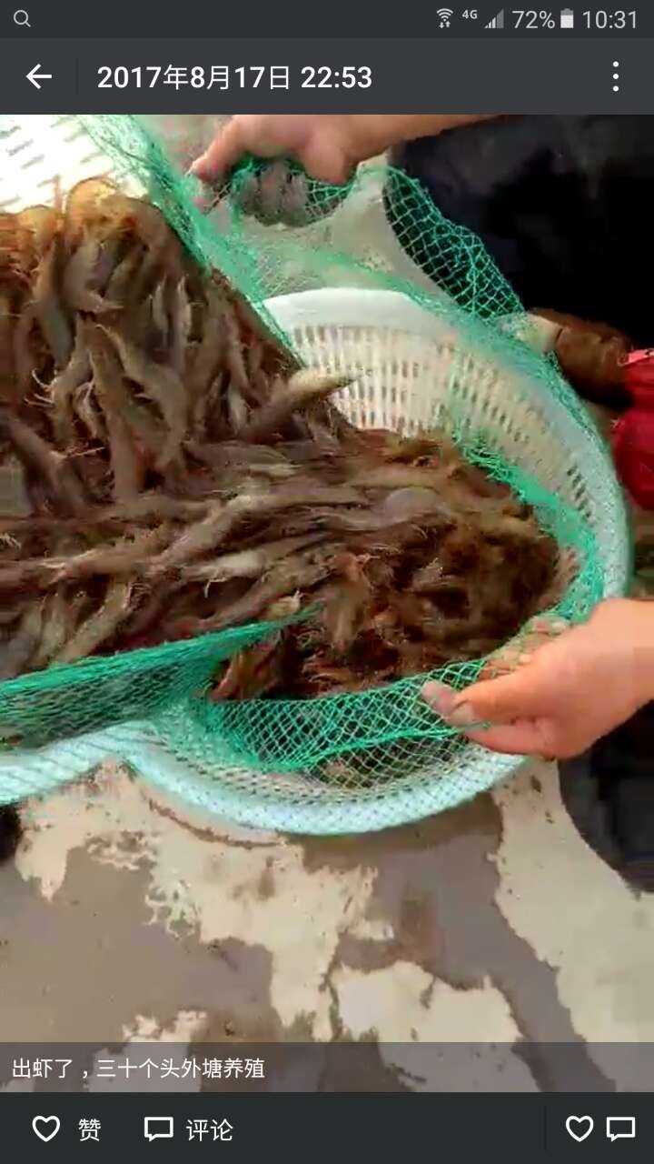 山东威海基尾虾销售