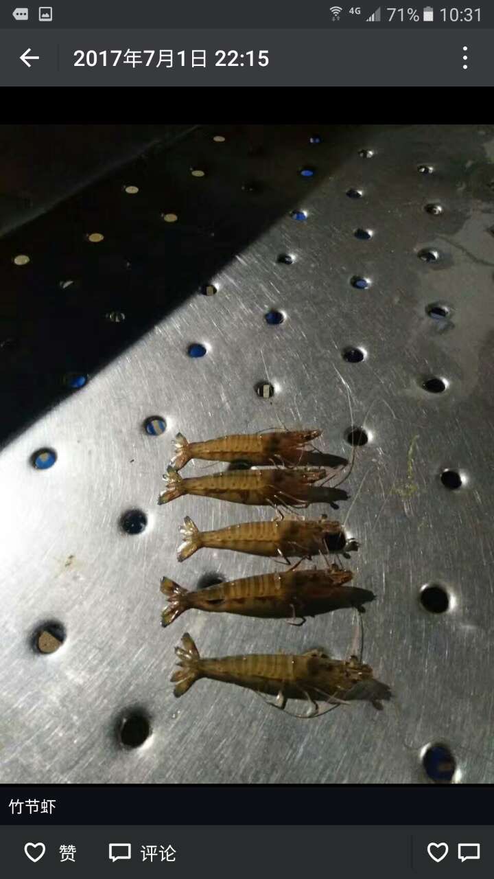 山东威海基尾虾养殖