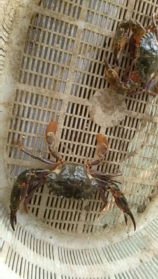 山东威海螃蟹养殖技术