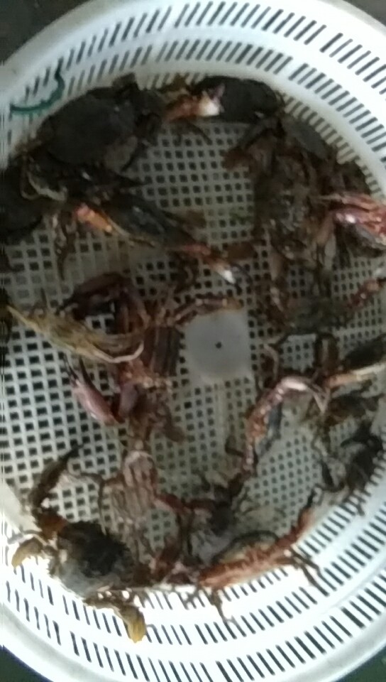 山东威海螃蟹的营养价值和注意因素