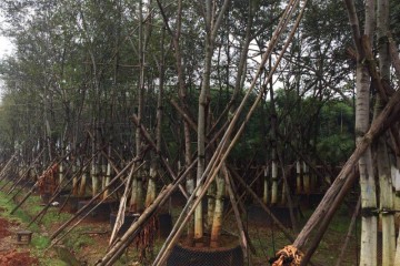 海南丛生朴树种植基地