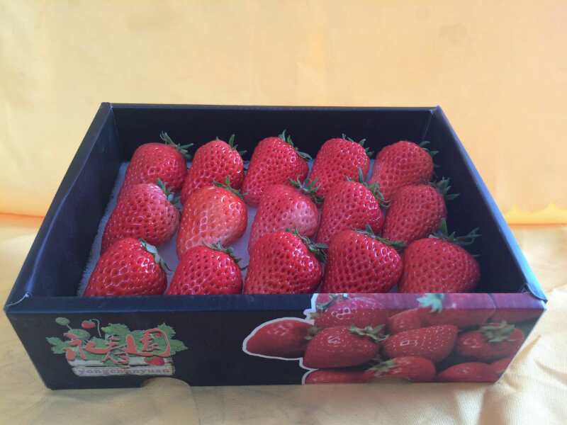 呼和浩特草莓销售，呼和浩特草莓价格