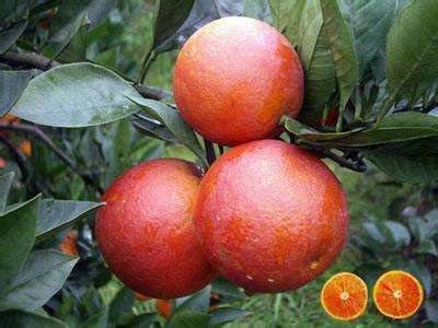 四川宜宾屏山大量塔罗科血橙出售