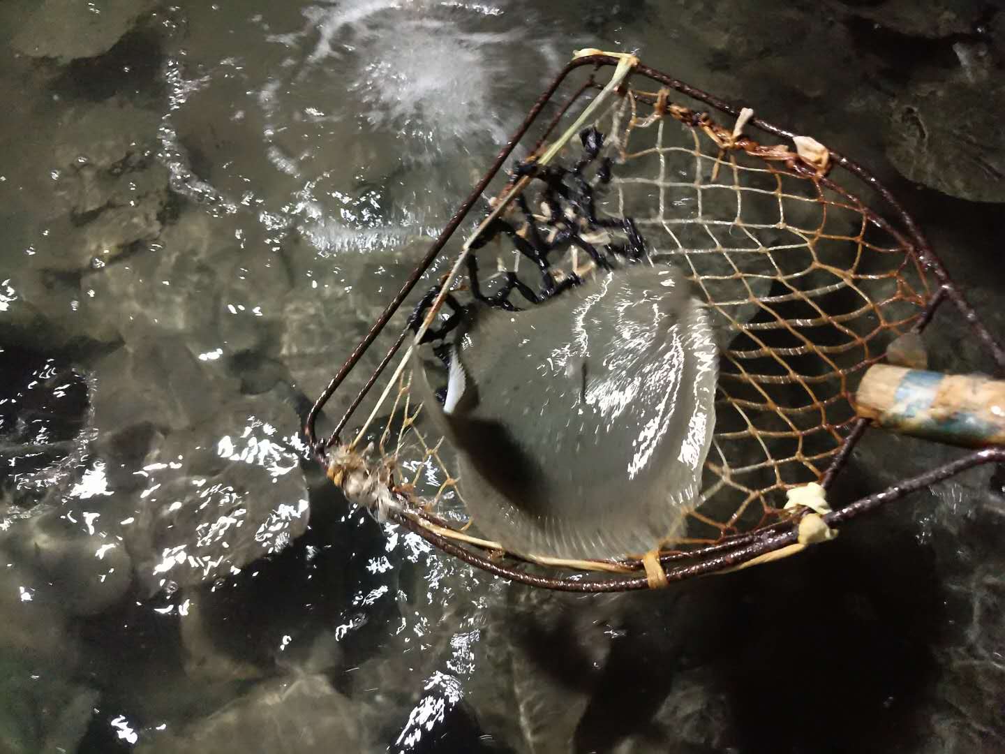 山东莱州多宝鱼养殖条件
