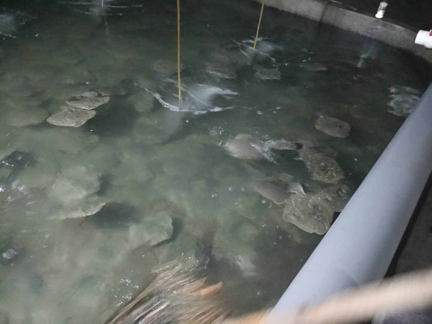 山东莱州多宝鱼养殖方法